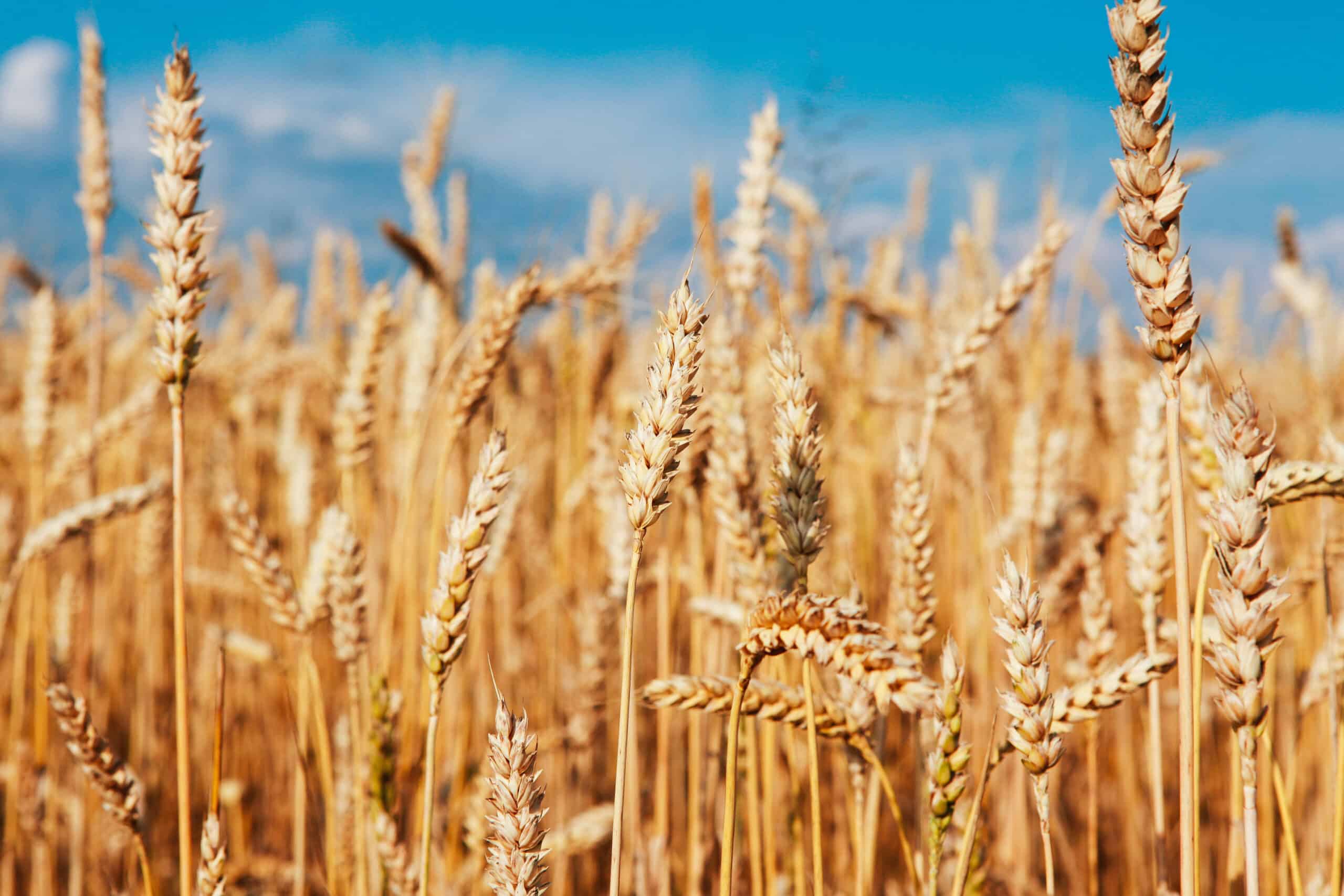 May contain a field of ripe wheat under a blue sky.