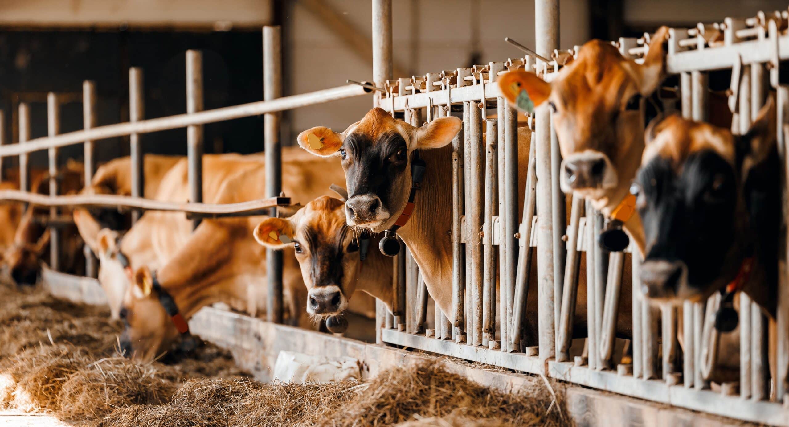 May contain four cows in a barn with hay.