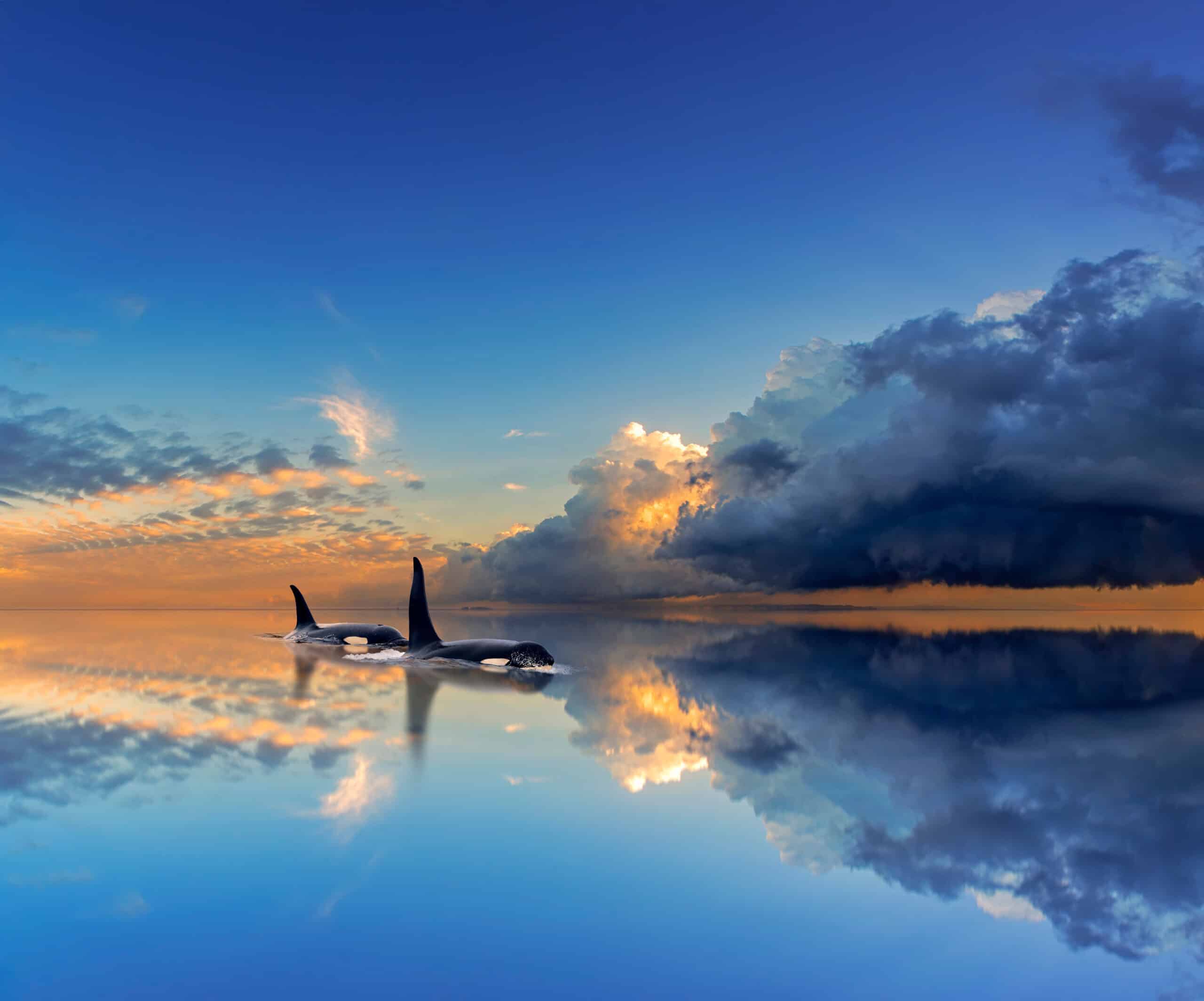 May contain two orcas swimming in calm water with dramatic clouds at sunset.