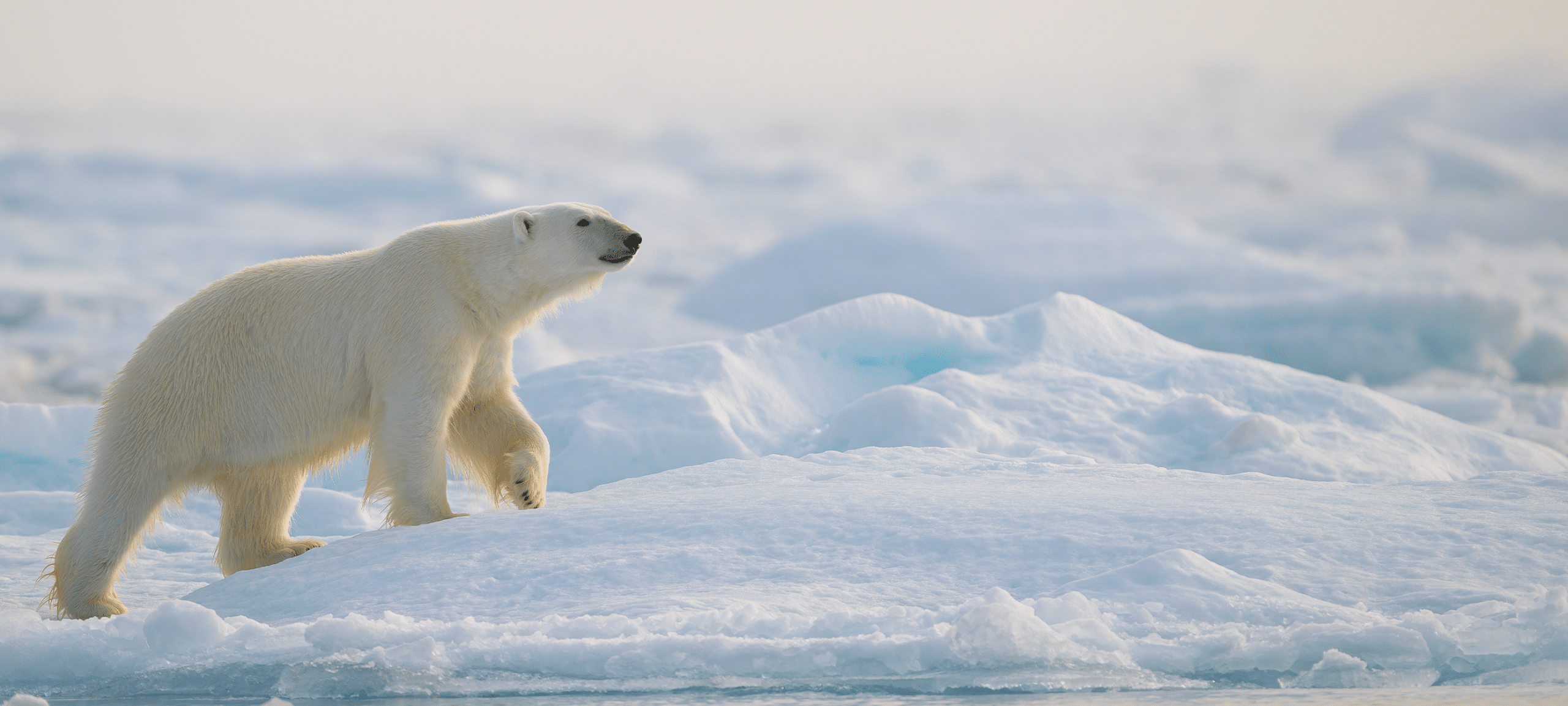 May contain a polar bear walking on ice floes.
