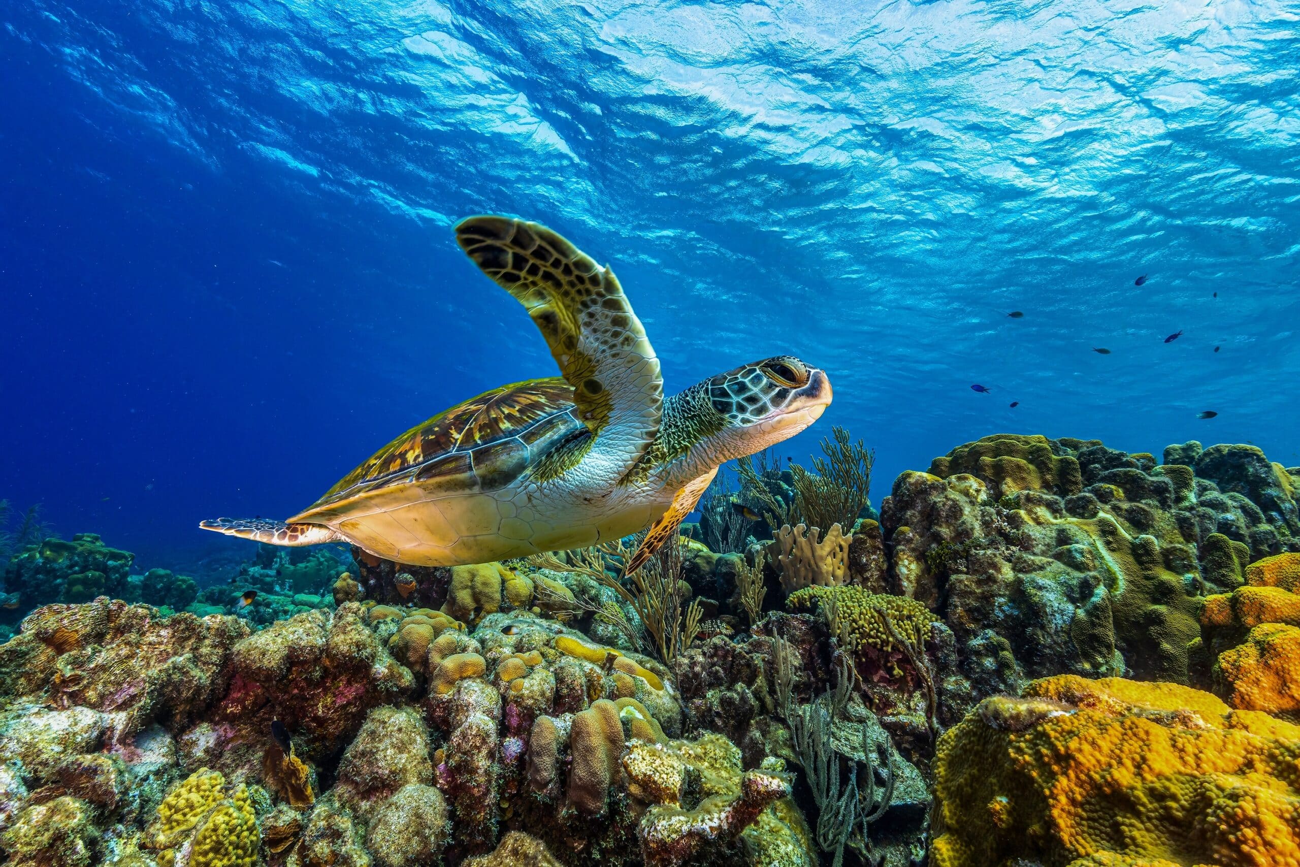 May contain a sea turtle swimming over a coral reef.