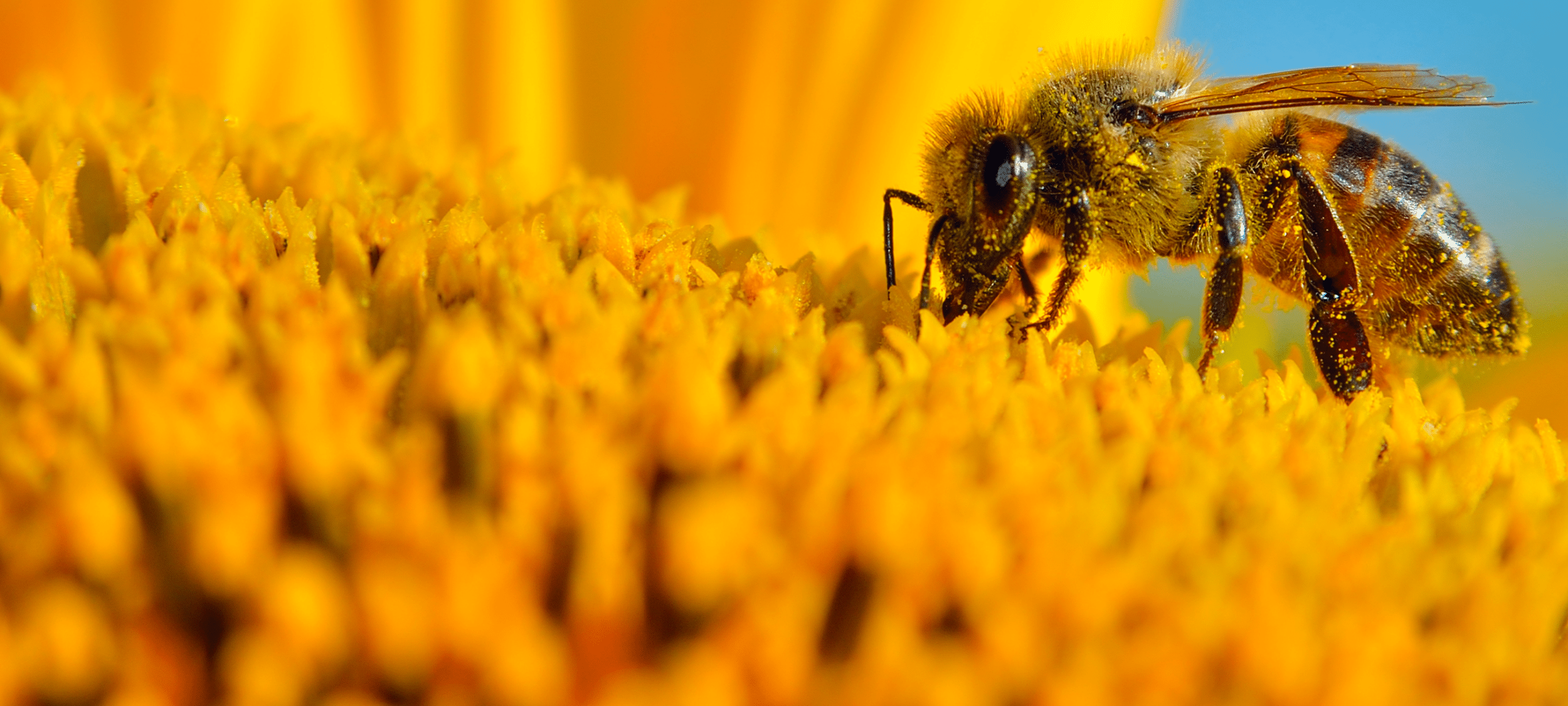 May contain a bee covered in pollen on a sunflower.