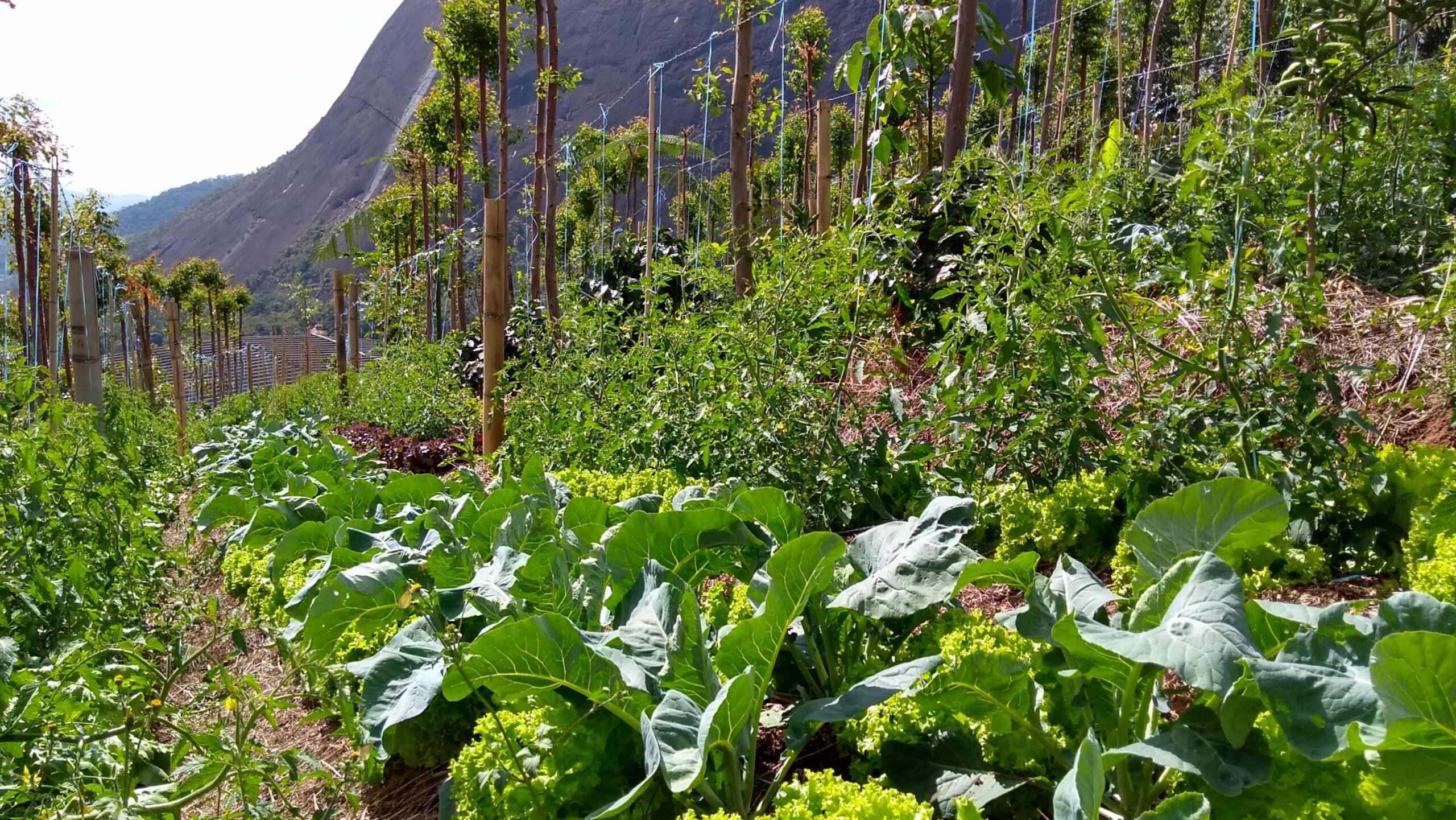 May contain rows of lettuce, cabbage and tomato plants with a mountain in the background.