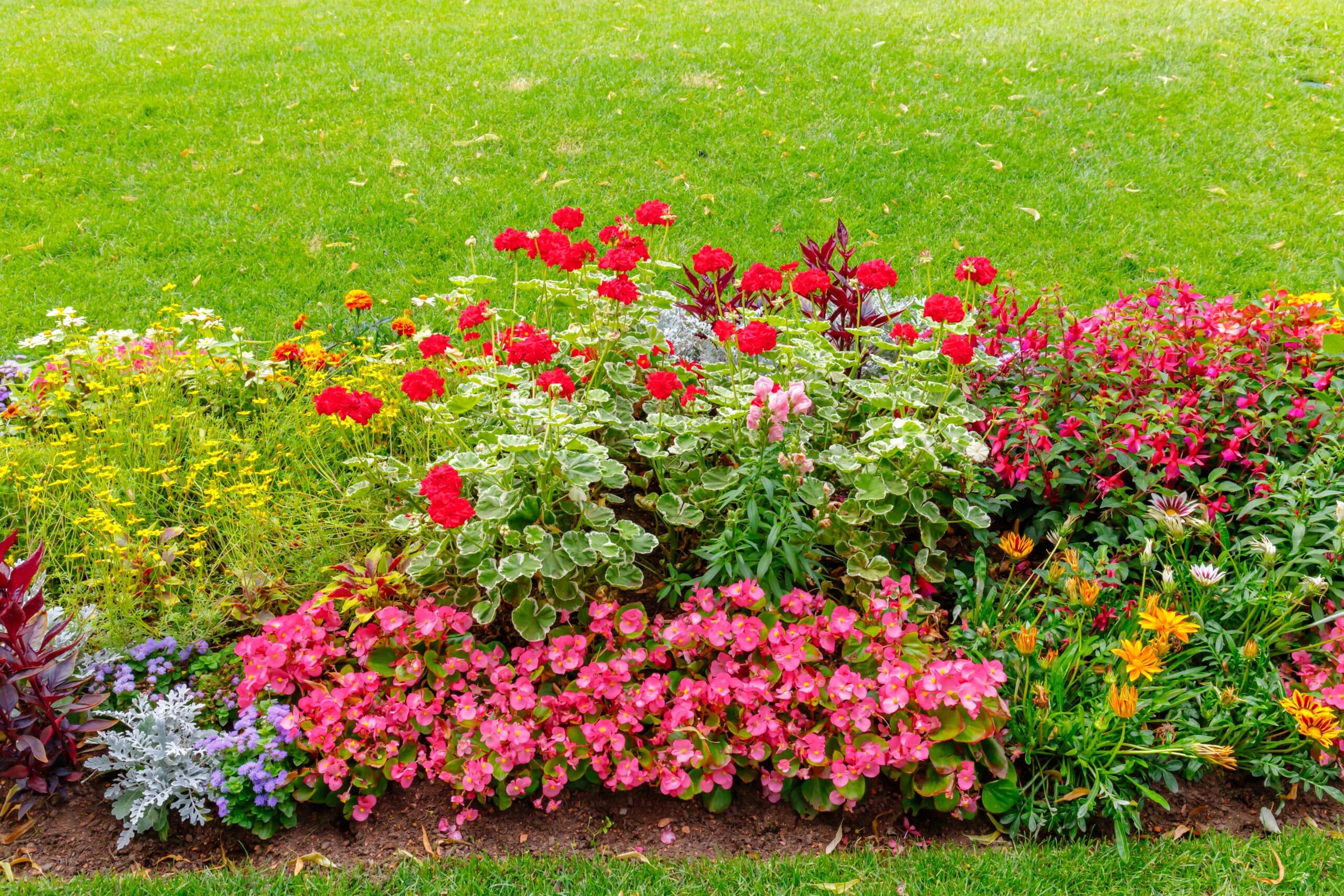 May contain a bed of red, pink, and yellow flowers with green grass.