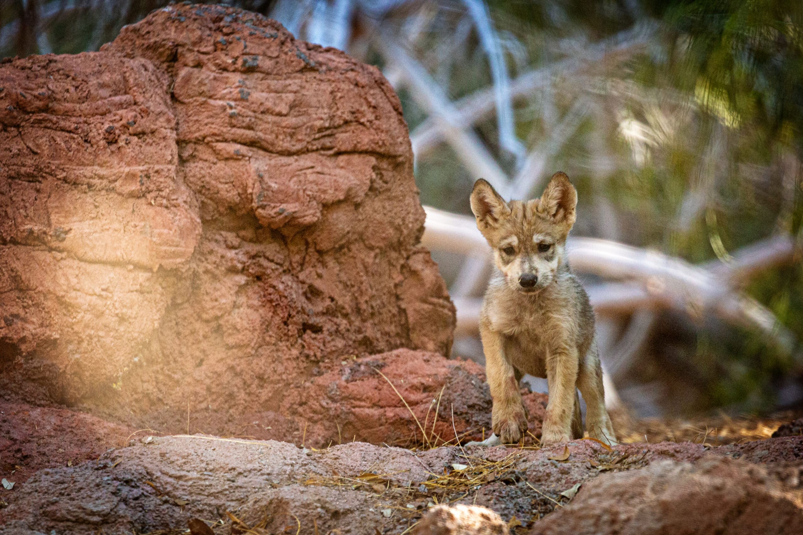 May contain a wolf pup standing near a large rock formation.