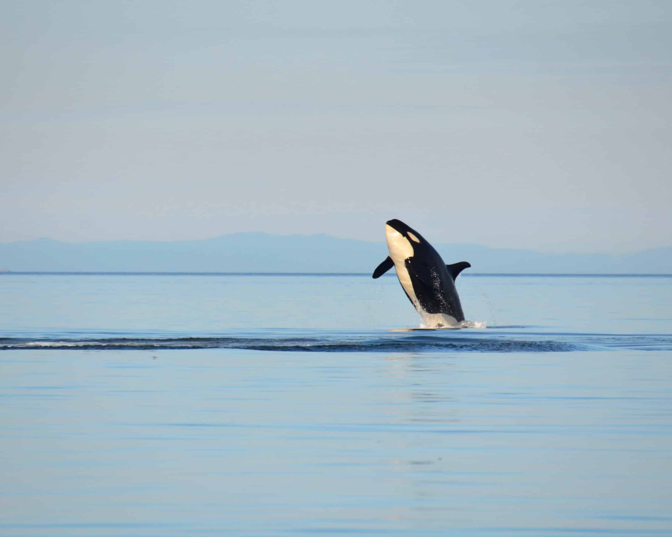May contain an orca jumping out of calm blue water.