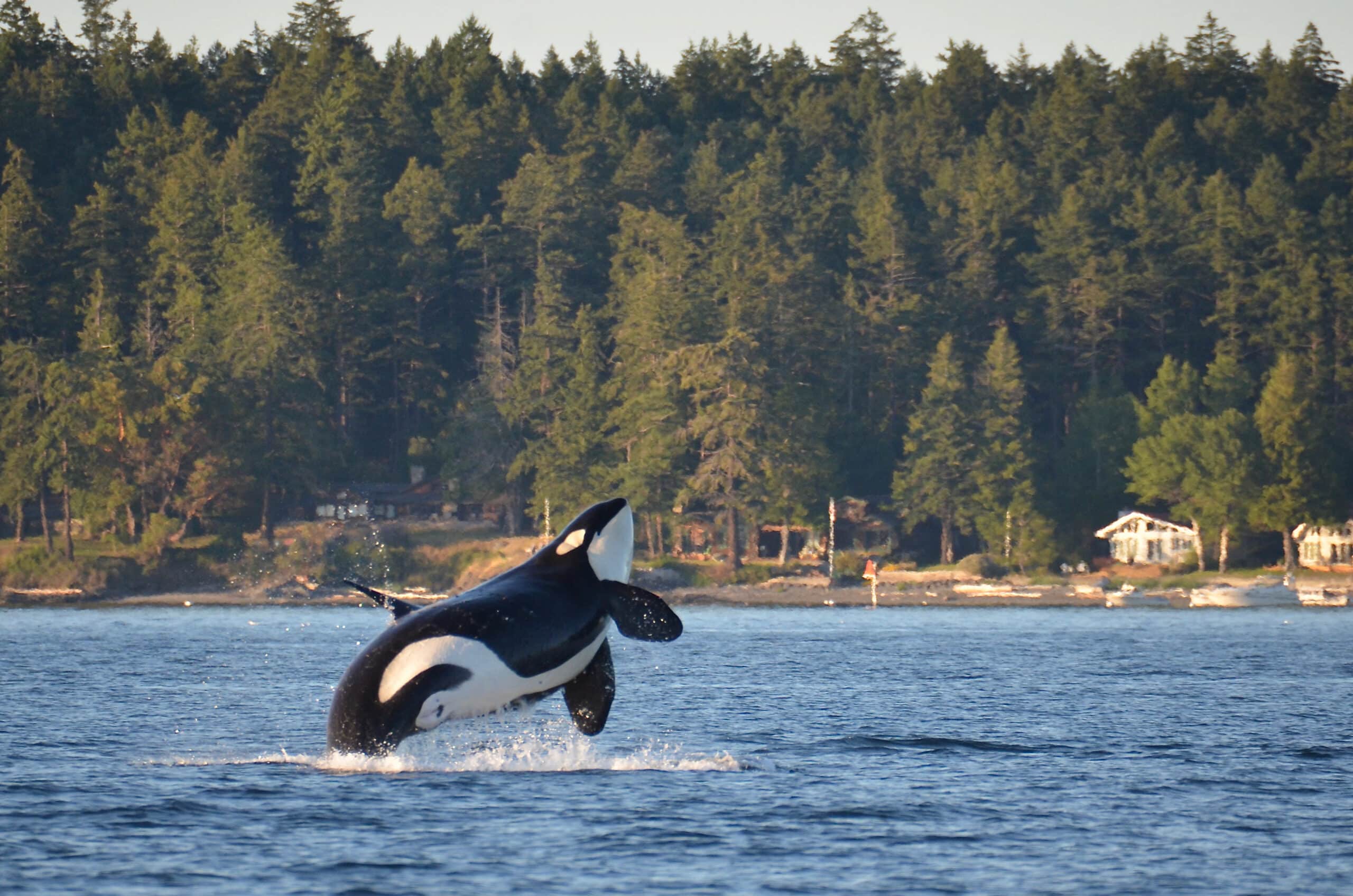 May contain an orca whale breaching out of the water.