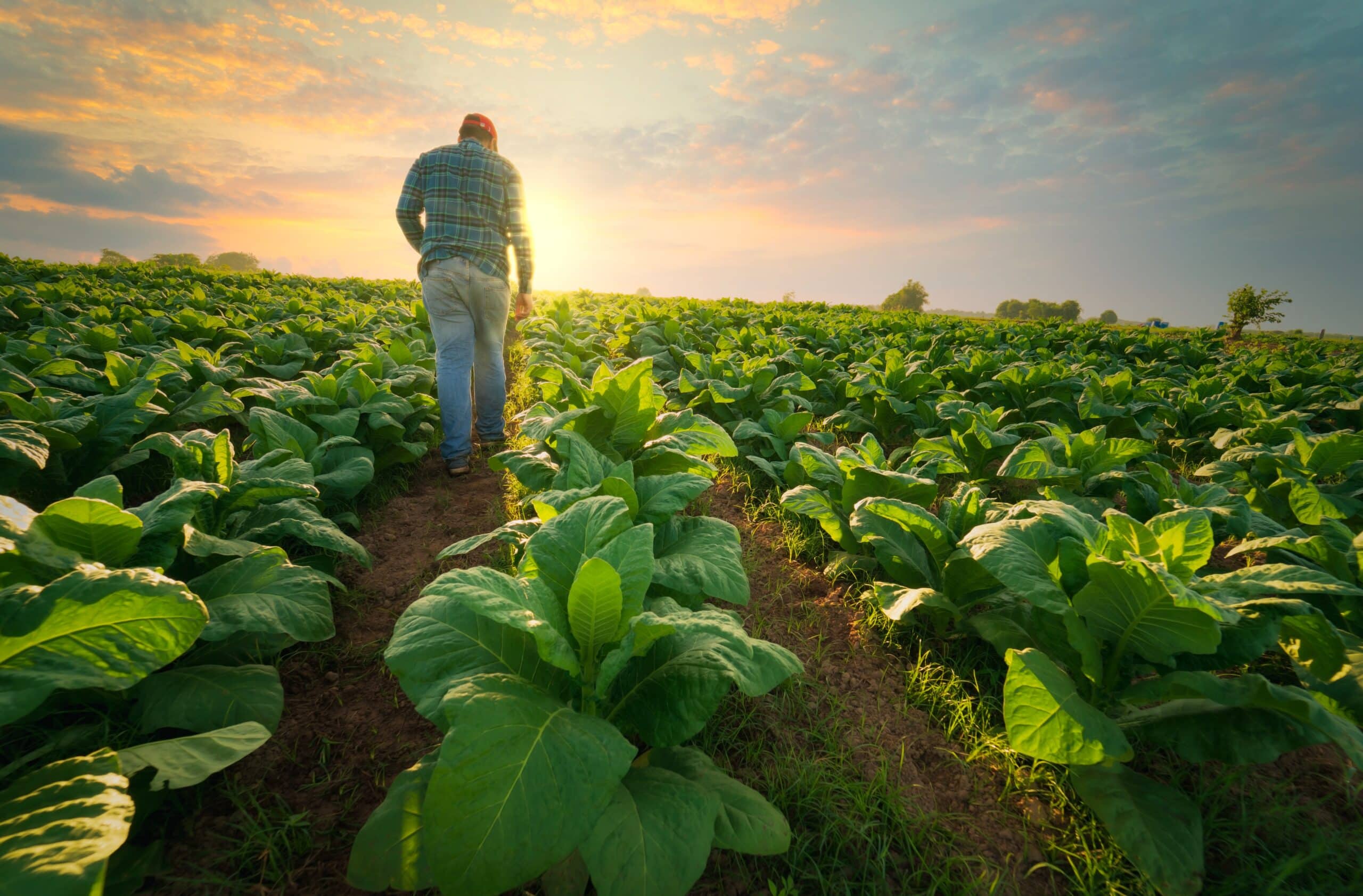 May contain one person walking through a tobacco field at sunset.