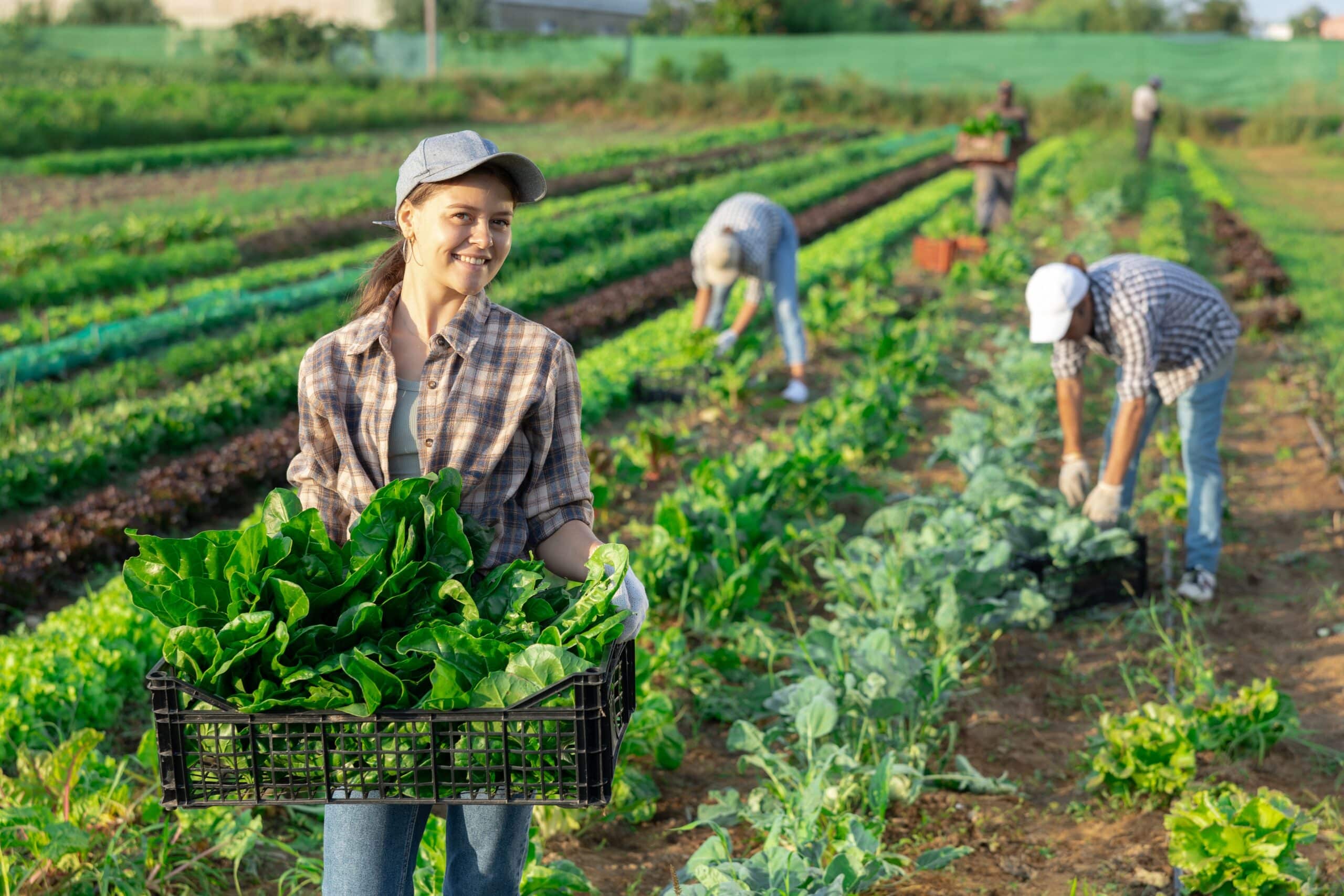 May contain a person holding a box of leafy greens in a field.