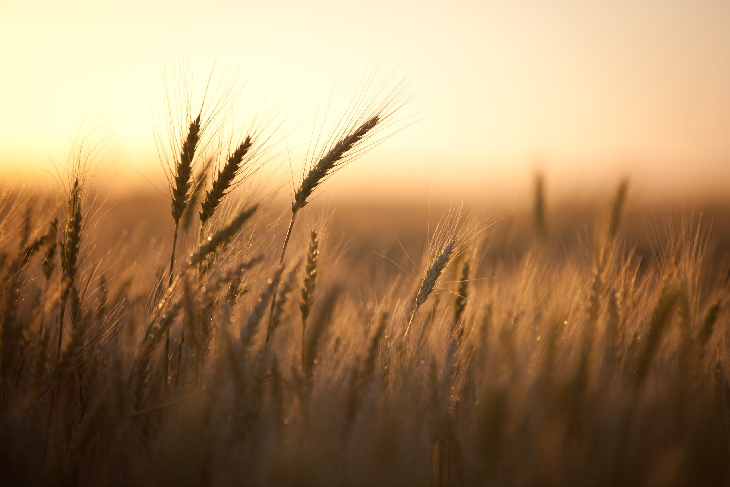 May contain stalks of wheat against a golden sky.