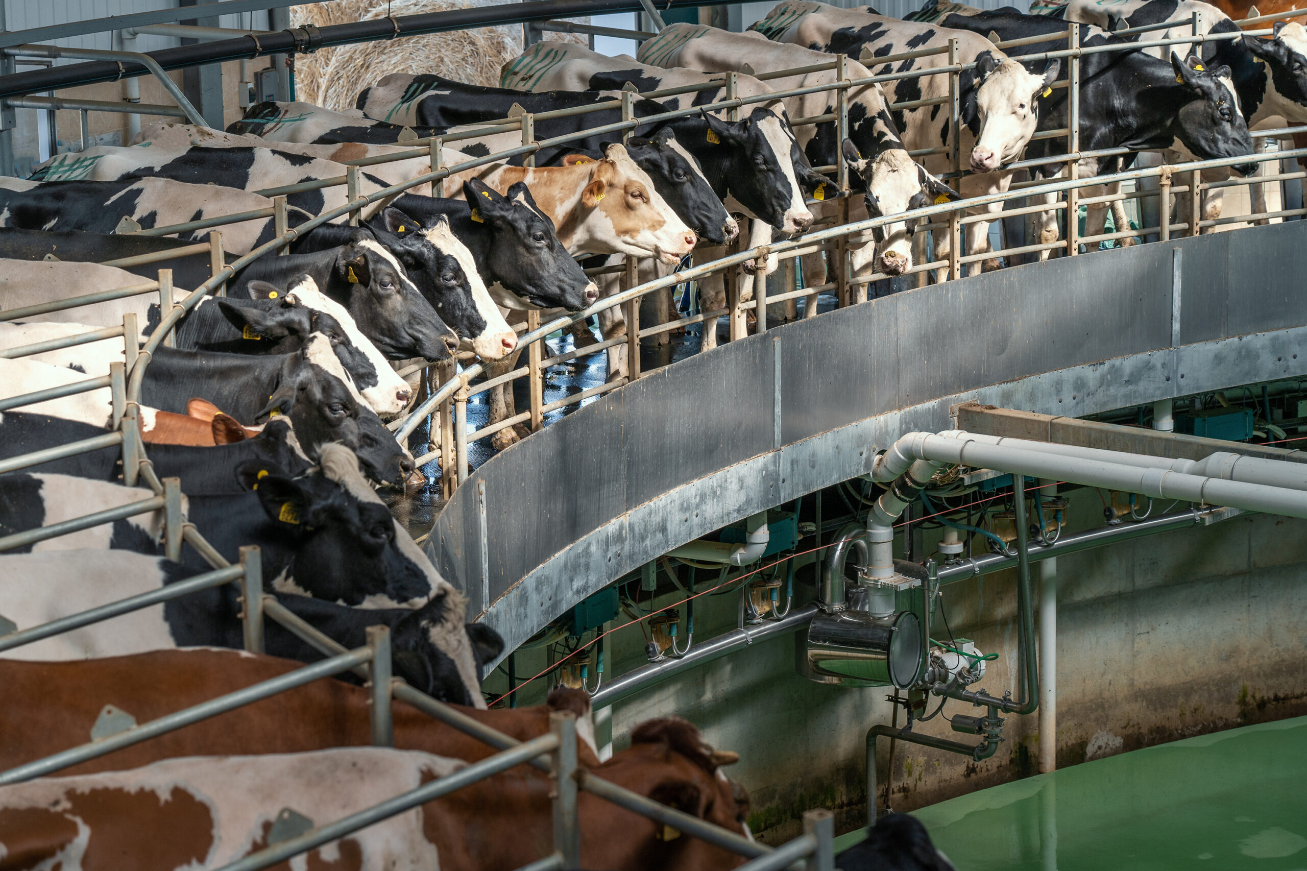 May contain many cows in a milking parlor, with machinery and pipes.