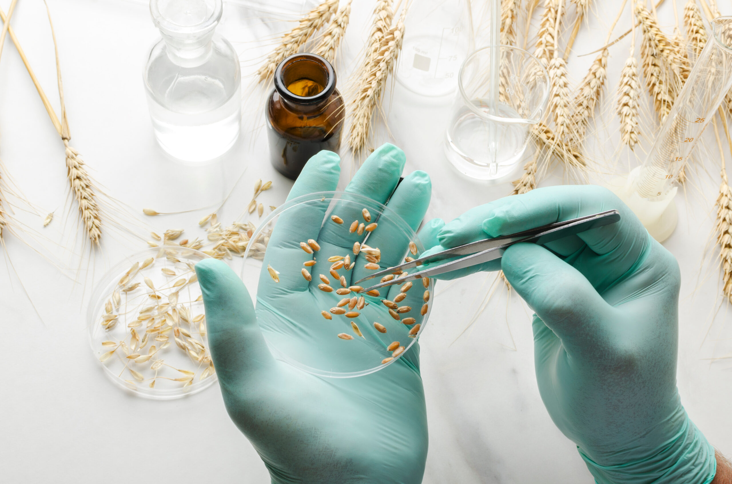 May contain a person's gloved hands holding a petri dish of wheat seeds.