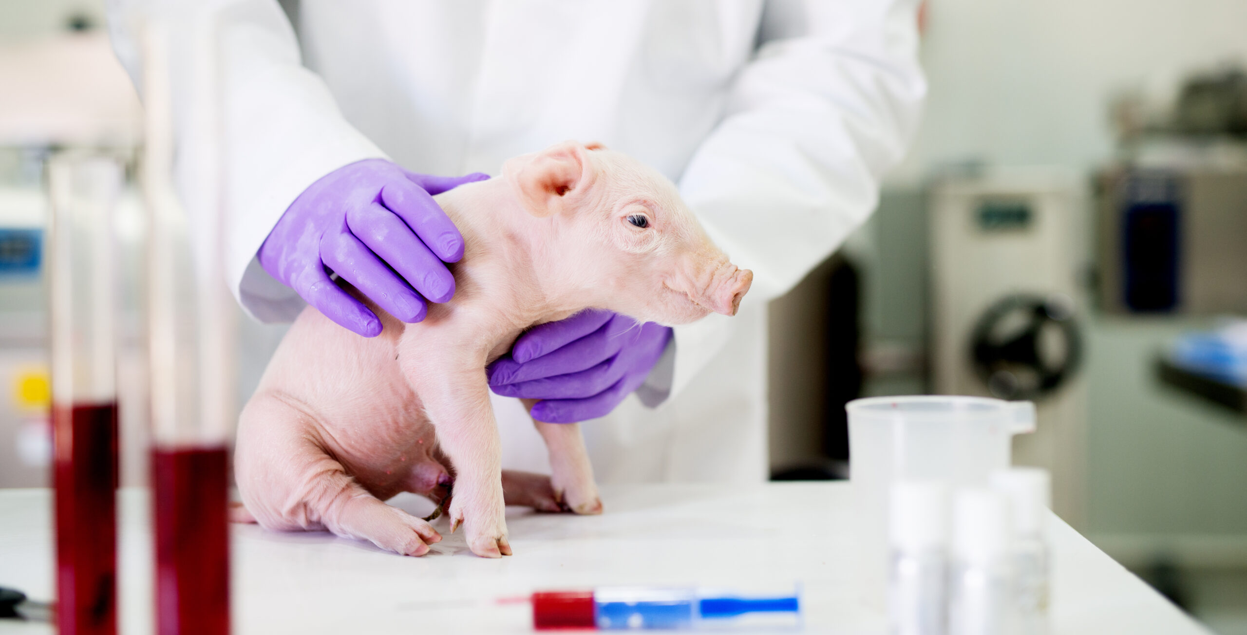 May contain a person holding a piglet in a lab.