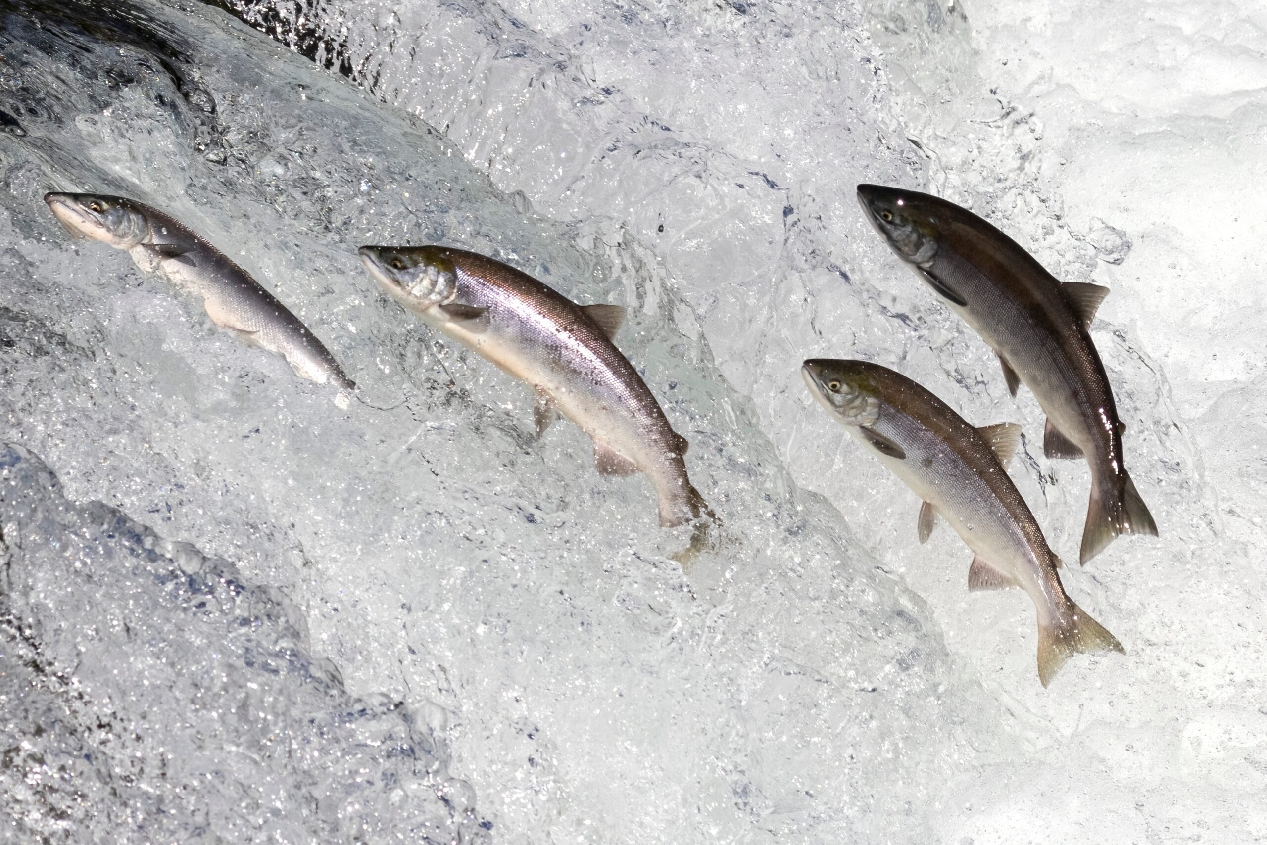 May contain four salmon leaping up a waterfall.