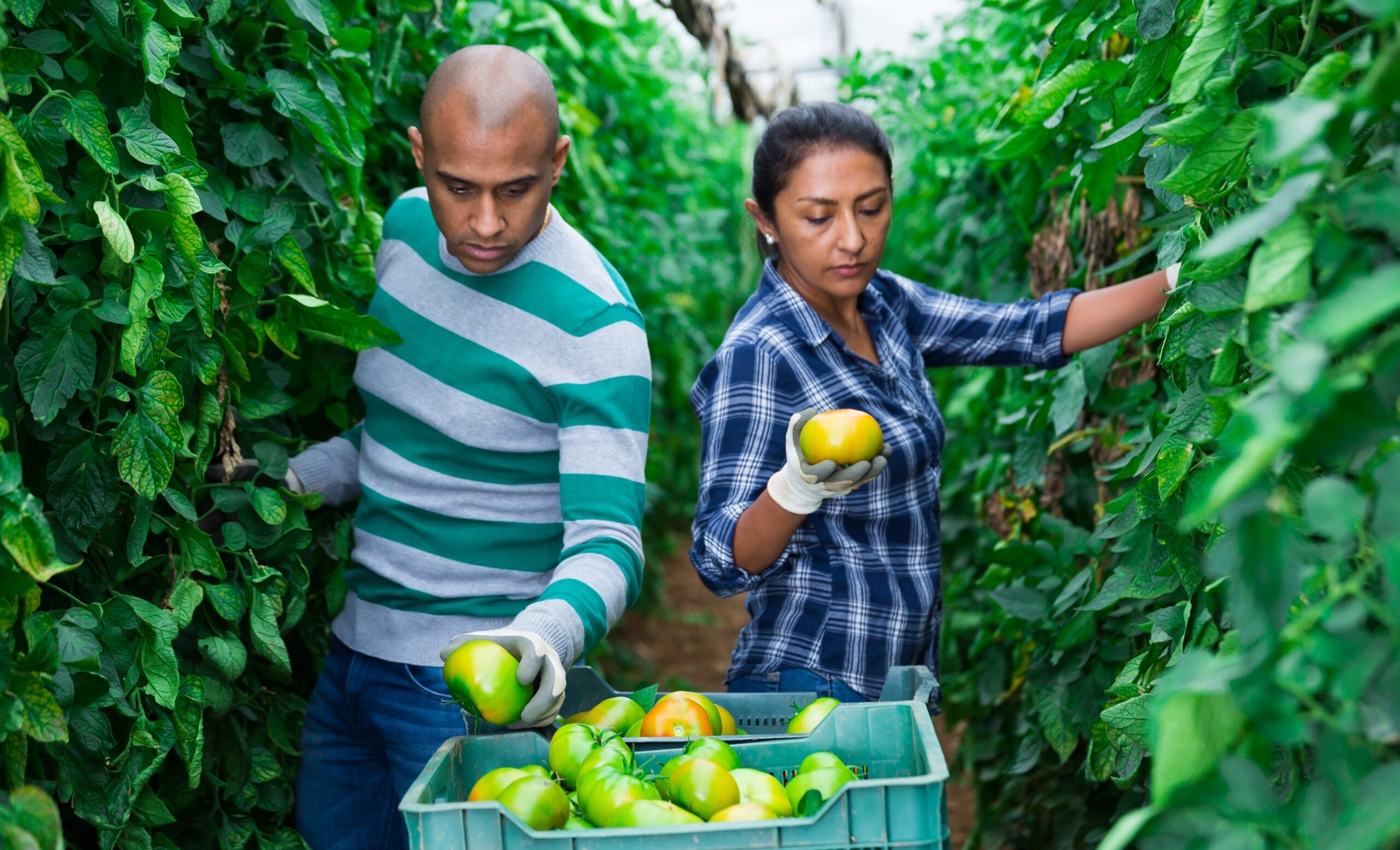 May contain two people harvesting tomatoes in a greenhouse.