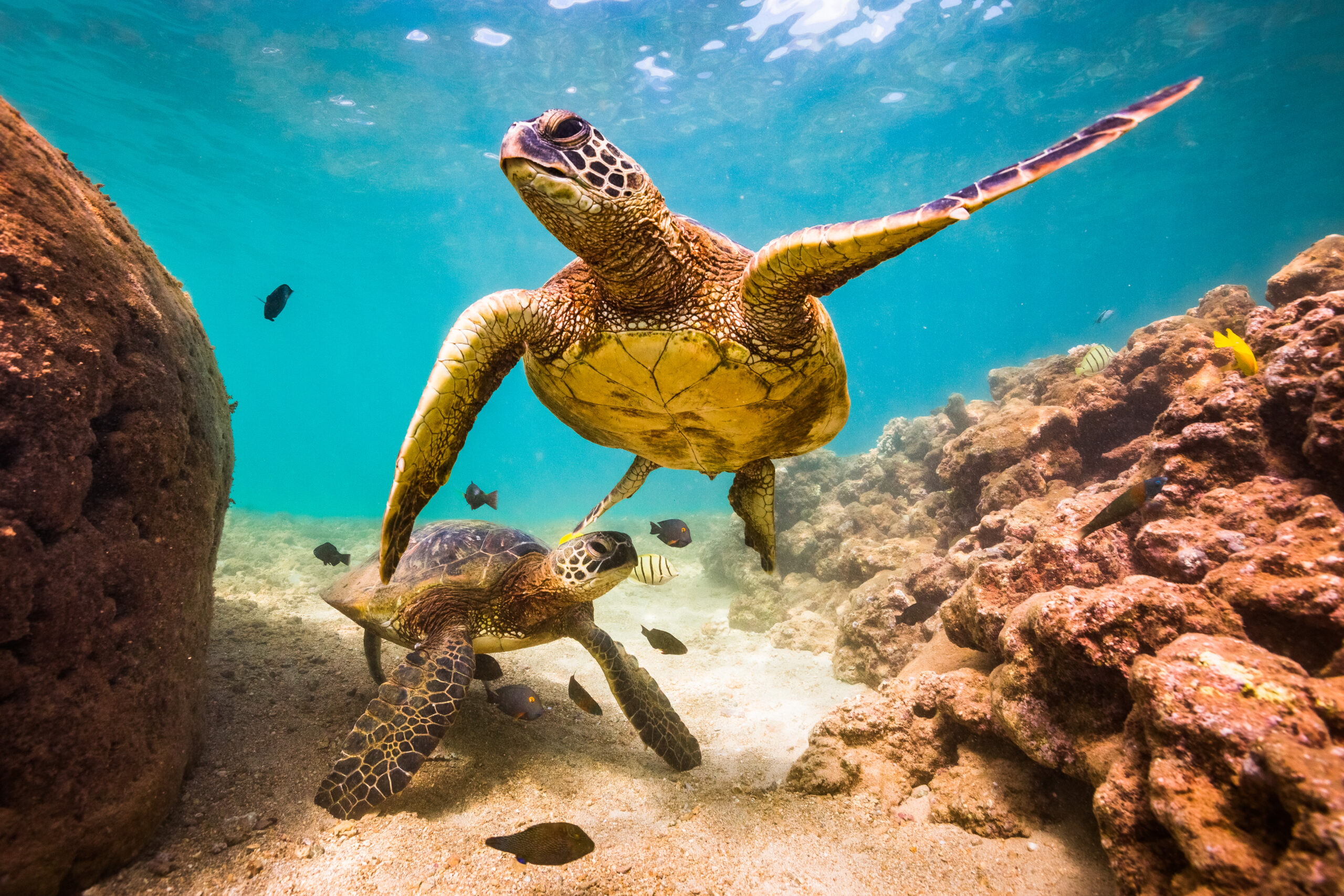 May contain two sea turtles swimming near coral reef.